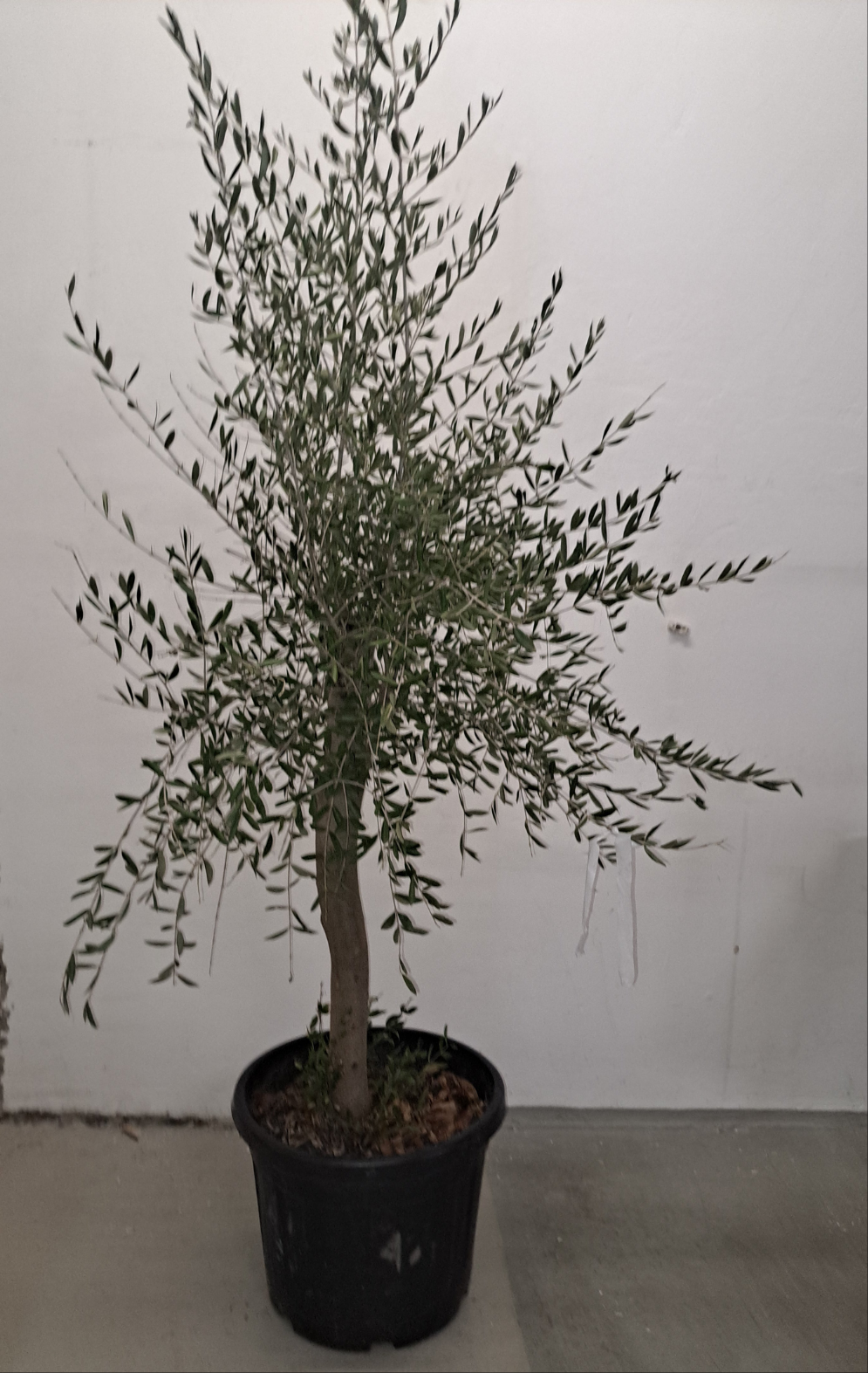 Olivenbaum