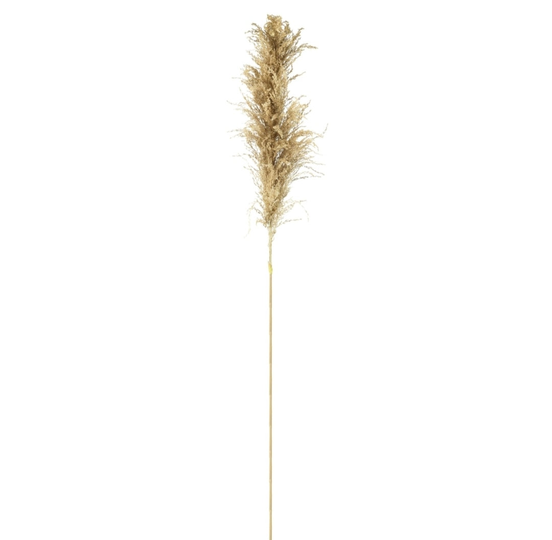 Pampasgras Natur 120cm