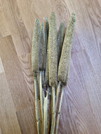 Zweige Babala goldfarbig