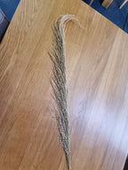 Pampasgras Natur 120cm