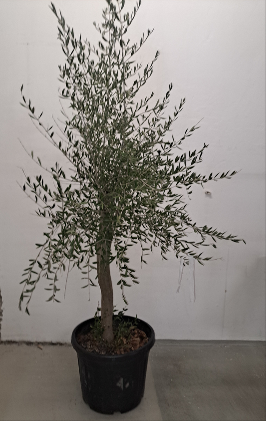 Olivenbaum