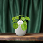Pilea Peperomioides - Ø13cm - ↕20cm