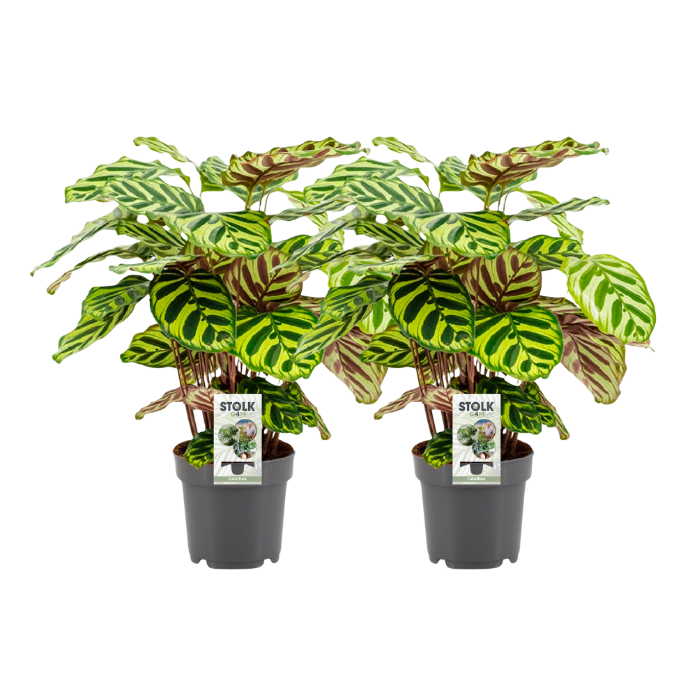 Calathea Makoyana - 2 Stücke - Ø14cm - ↕45cm