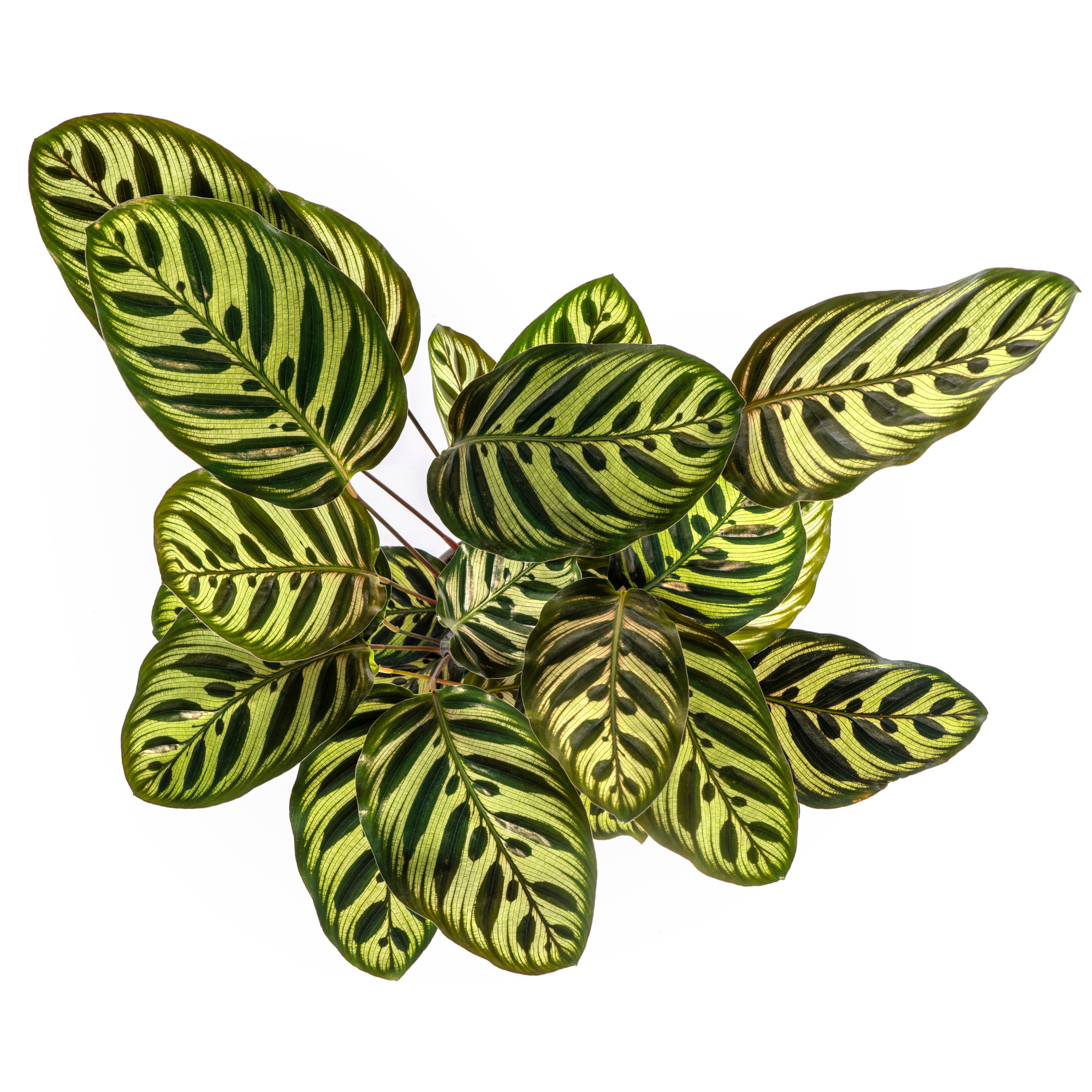 Calathea Makoyana Ø17cm - ↕40 - 50cm