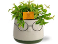 Peperomia Ang. Rocca Vivace - Ø11cm - ↕15cm + Pot Bril D12x9cm - Grün