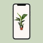 Strelitzia Nicolai - Ø17cm - ↕70cm