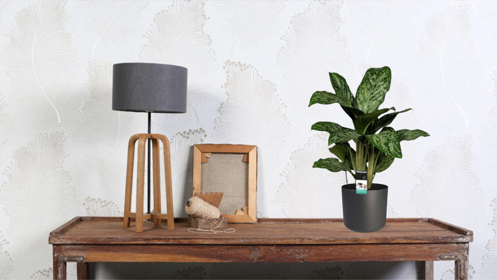 Aglaonema Greenlight (Decorum)