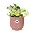 Epipremnum Pinnatum Happy Leaf in ELHO Vibes Fold 14cm roze