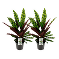 Calathea Lancifolia Insignis - 2 Stücke - Ø14cm - ↕45cm
