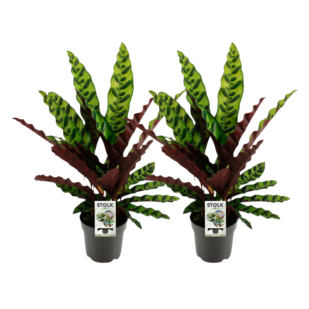 Calathea Lancifolia Insignis - 2 Stücke - Ø14cm - ↕45cm