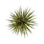 Dracaena Marginata Bicolor Ø17cm - ↕50 - 70cm
