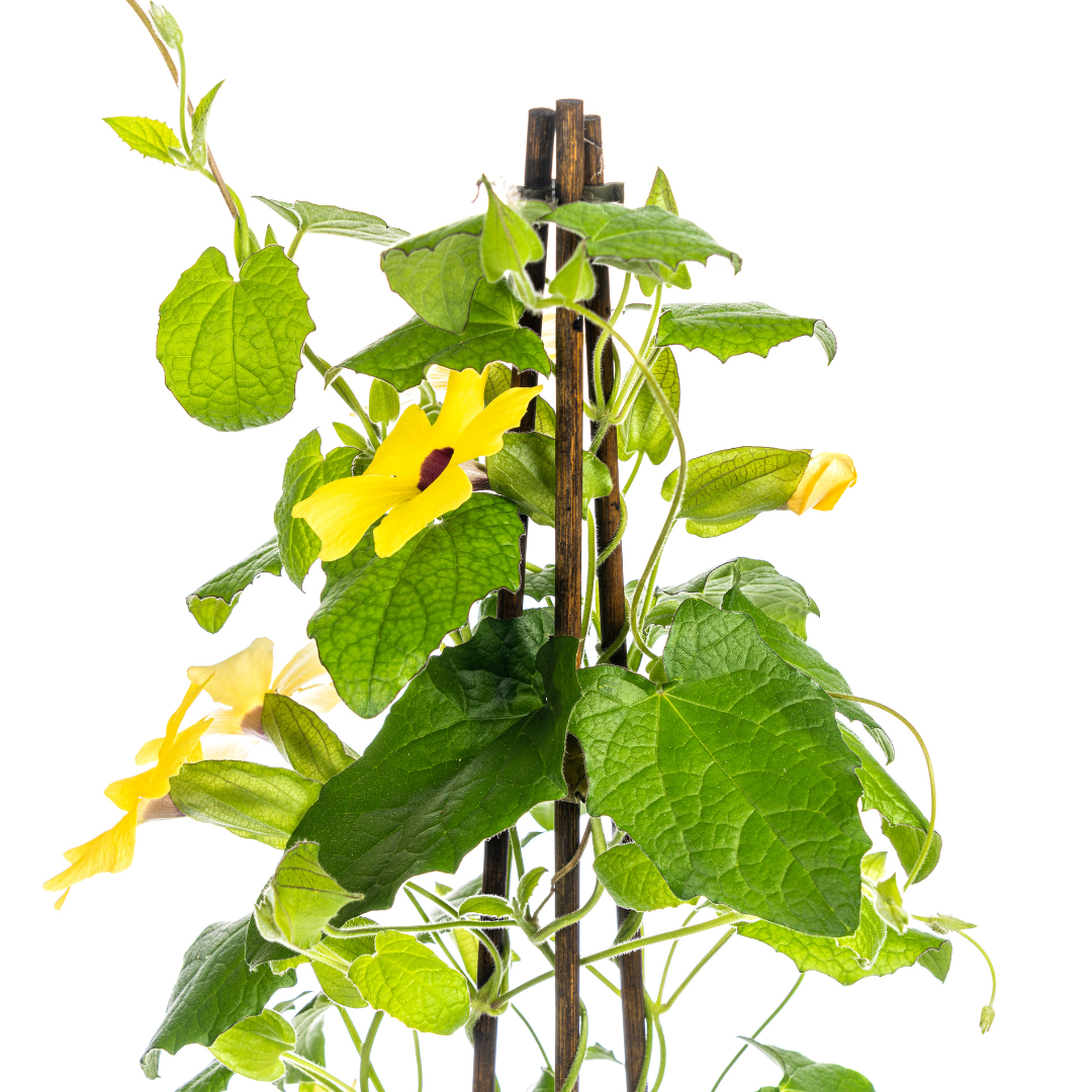 4x Thunbergia alata Sunny Susy Yellow Ø13 cm - ↕60 cm