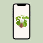 Pilea Peperomioides - Ø13cm - ↕20cm