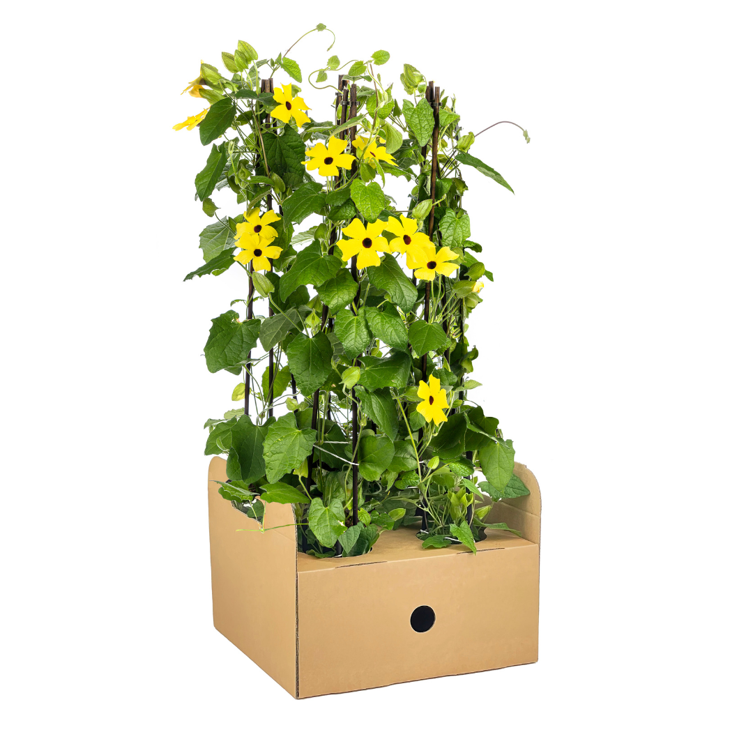 4x Thunbergia alata Sunny Susy Yellow Ø13 cm - ↕60 cm
