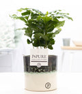 Coffea Arabica In P&PURE Illusion Cer.  - Ø12cm - ↕20cm