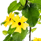4x Thunbergia alata Sunny Susy Yellow Ø13 cm - ↕60 cm