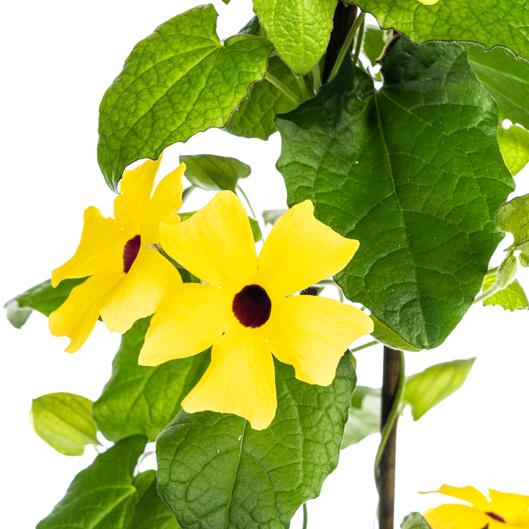 4x Thunbergia alata Sunny Susy Yellow Ø13 cm - ↕60 cm
