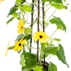 4x Thunbergia alata Sunny Susy Yellow Ø13 cm - ↕60 cm
