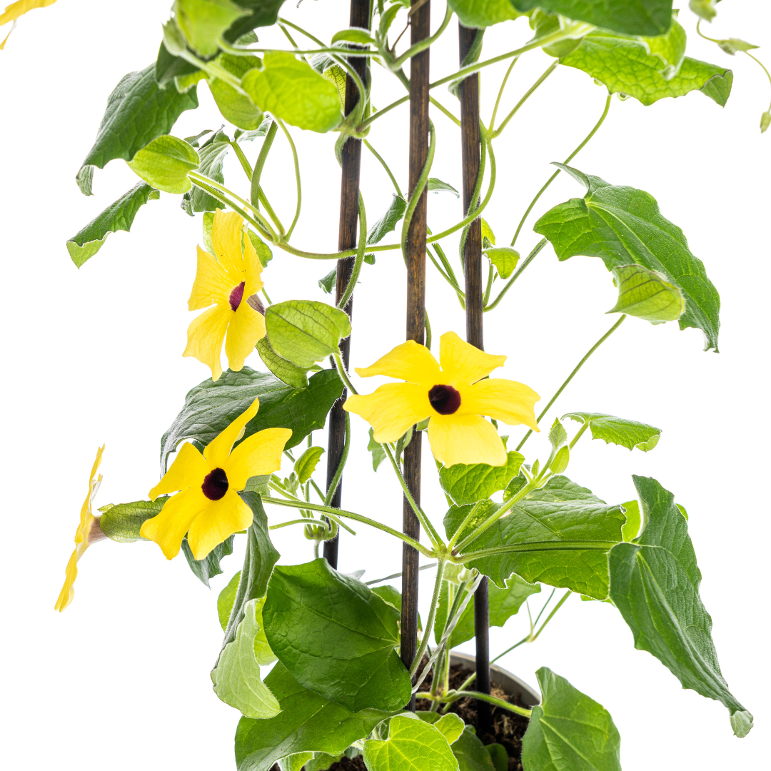 4x Thunbergia alata Sunny Susy Yellow Ø13 cm - ↕60 cm