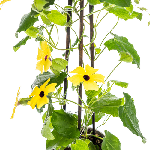 4x Thunbergia alata Sunny Susy Yellow Ø13 cm - ↕60 cm