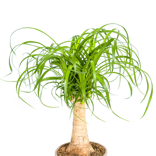 Beaucarnea Recurvata Stamm Ø17cm - ↕40 - 60cm