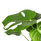 Monstera Deliciosa Tauerii Ø19cm - ↕70 - 90cm