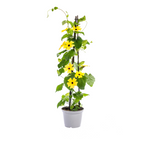 4x Thunbergia alata Sunny Susy Yellow Ø13 cm - ↕60 cm