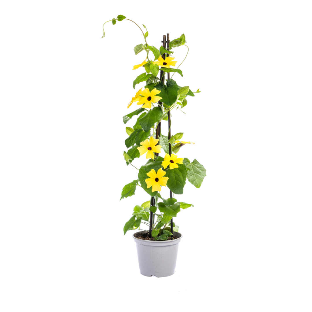 4x Thunbergia alata Sunny Susy Yellow Ø13 cm - ↕60 cm