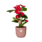 Anthurium Red 12cm in ELHO Vibes Fold 14cm roze